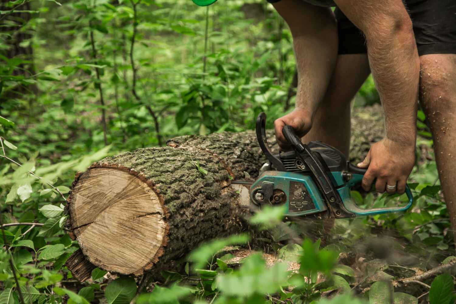  Cicero, IN TreeGuard Tree Service Pros